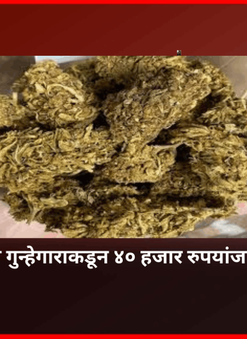 अल्पवयीन गुन्हेगाराकडून ४० हजार रुपयांजा गांजा जप्त