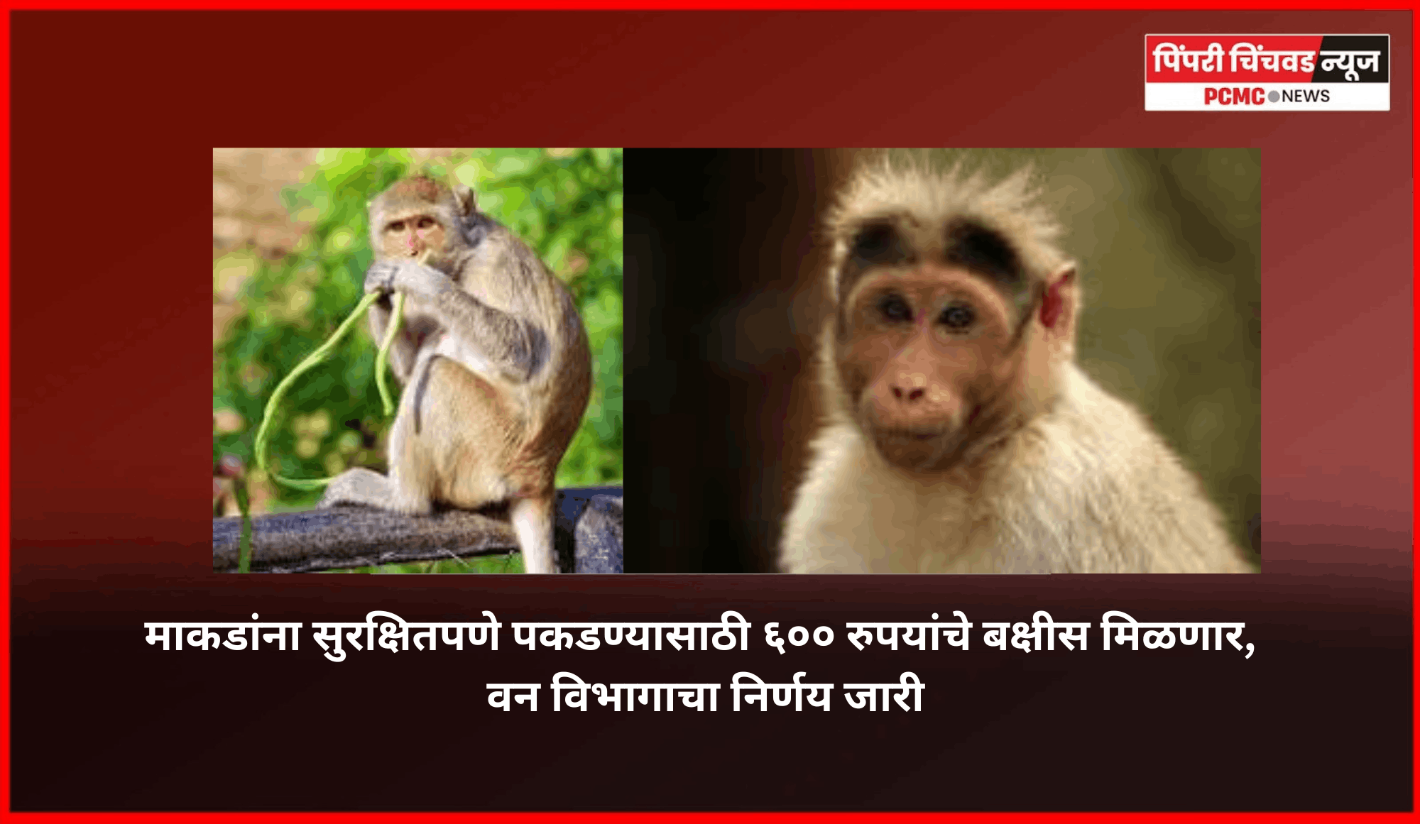 माकडांना सुरक्षितपणे पकडण्यासाठी ६०० रुपयांचे बक्षीस मिळणार, वन विभागाचा निर्णय जारी