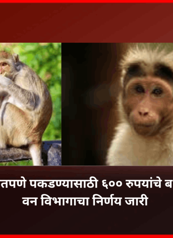 माकडांना सुरक्षितपणे पकडण्यासाठी ६०० रुपयांचे बक्षीस मिळणार, वन विभागाचा निर्णय जारी