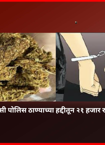 तळेगाव एमआयडीसी पोलिस ठाण्याच्या हद्दीतून २१ हजार रुपयांचा गांजा जप्त