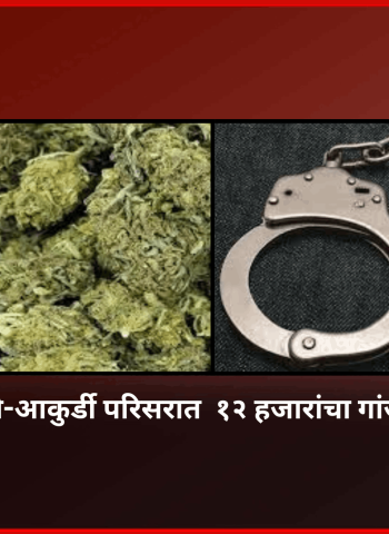 दत्तवाडी-आकुर्डी परिसरात  १२ हजारांचा गांजा जप्त