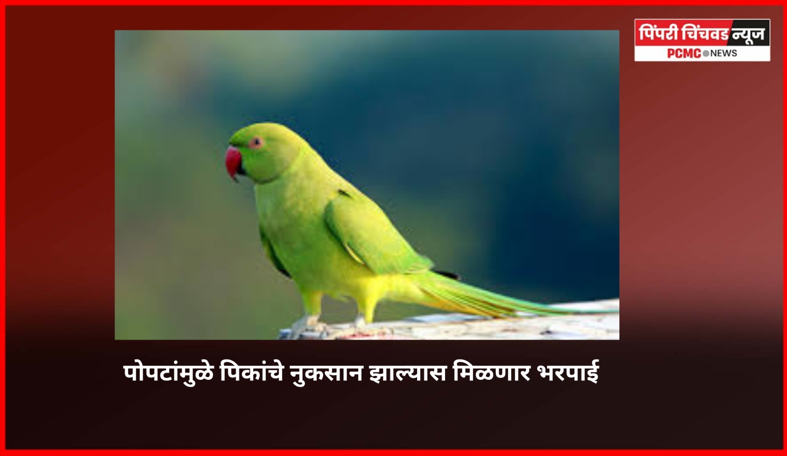 पोपटांमुळे पिकांचे नुकसान झाल्यास मिळणार भरपाई