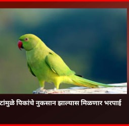 पोपटांमुळे पिकांचे नुकसान झाल्यास मिळणार भरपाई