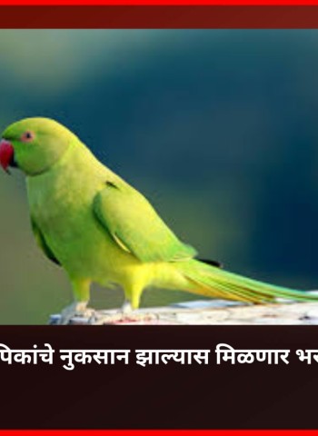 पोपटांमुळे पिकांचे नुकसान झाल्यास मिळणार भरपाई