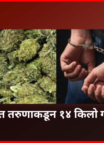 नवी सांगवीत तरुणाकडून १४ किलो गांजा जप्त