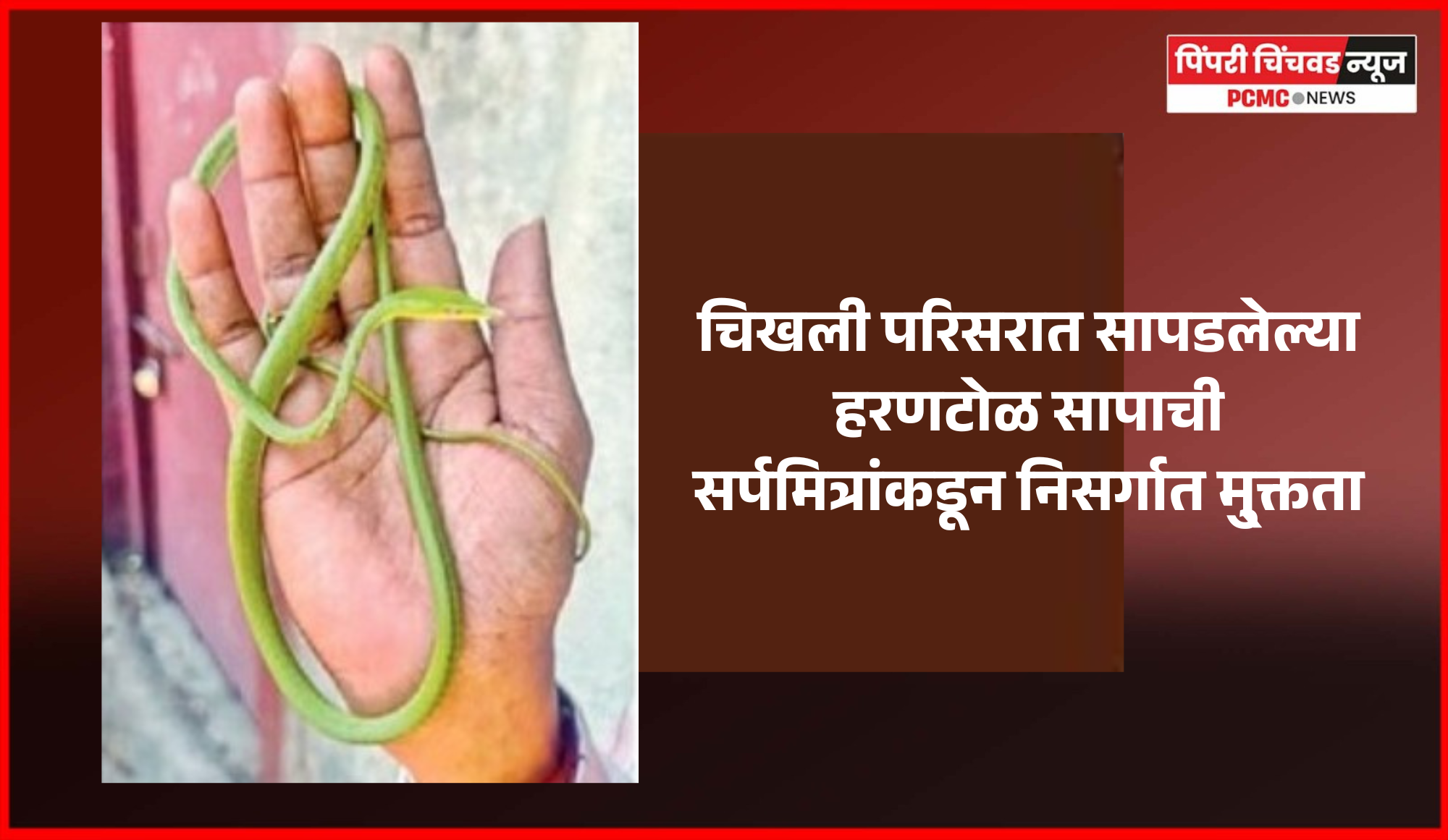 चिखली परिसरात सापडलेल्या हरणटोळ सापाची सर्पमित्रांकडून निसर्गात मु्क्तता