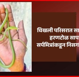 चिखली परिसरात सापडलेल्या हरणटोळ सापाची सर्पमित्रांकडून निसर्गात मु्क्तता