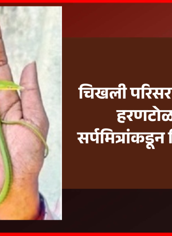 चिखली परिसरात सापडलेल्या हरणटोळ सापाची सर्पमित्रांकडून निसर्गात मु्क्तता
