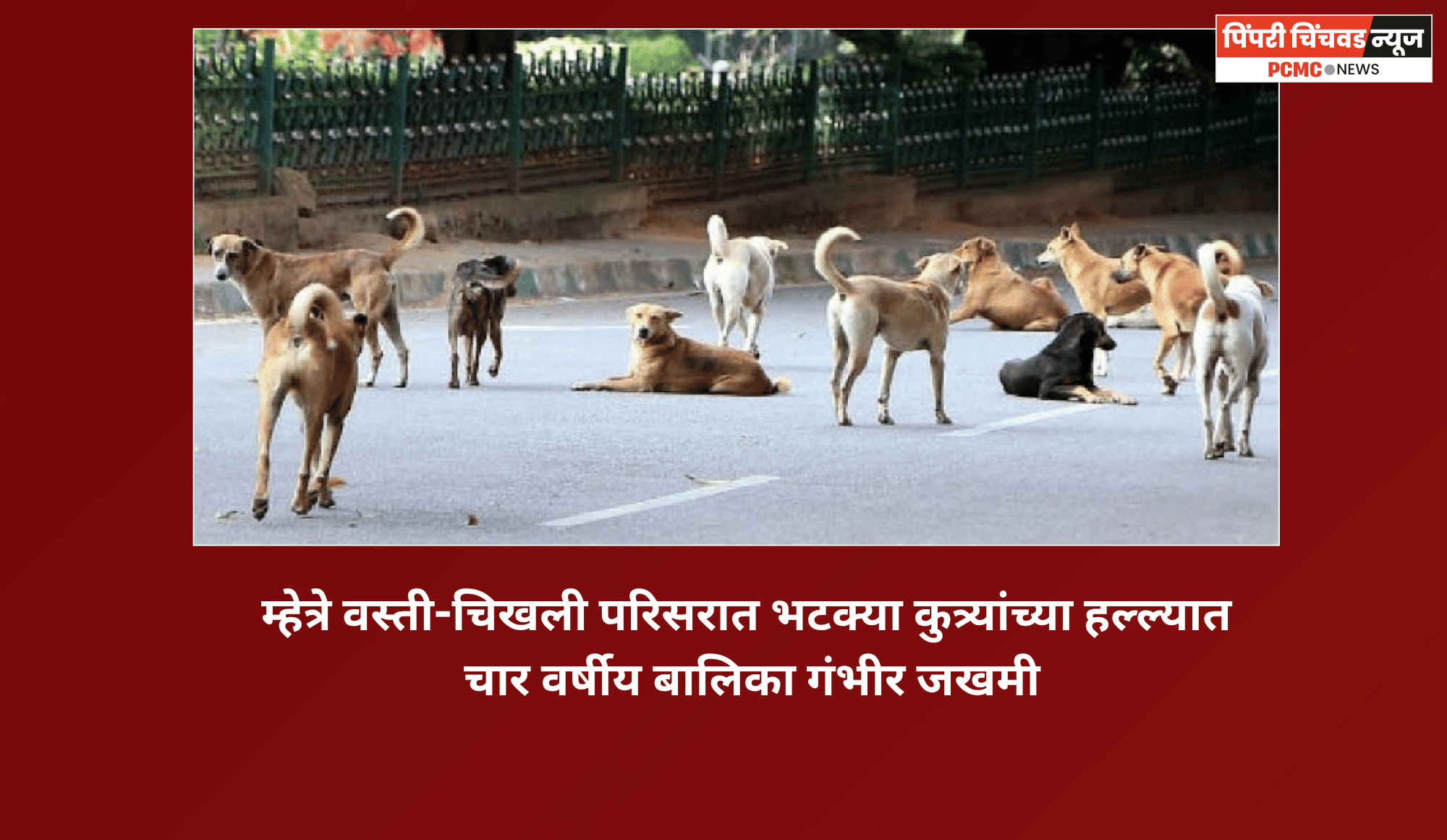 म्हेत्रे वस्ती-चिखली परिसरात भटक्या कुत्र्यांच्या हल्ल्यात चार वर्षीय बालिका गंभीर जखमी