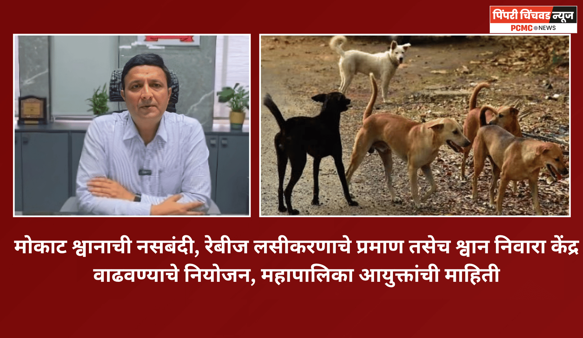 मोकाट श्वानाची नसबंदी, रेबीज लसीकरणाचे प्रमाण तसेच श्वान निवारा केंद्र वाढवण्याचे नियोजन, महापालिका आयुक्तांची माहिती