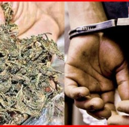 हिंजवडी येथे १ लाख ६२ हजारांचा गांजा जप्त, आरोपी अटक