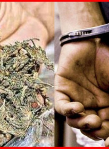 काळेवाडीमध्ये अडीच लाखांचा गांजा जप्त, तिघांना अटक