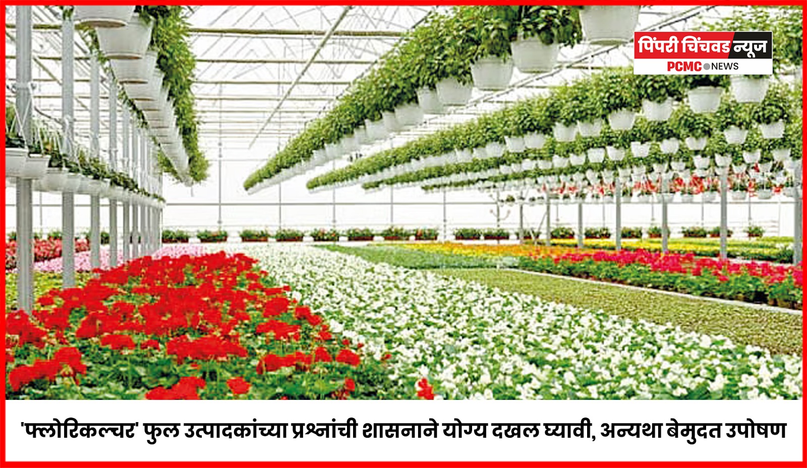 'फ्लोरिकल्चर' फुल उत्पादकांच्या प्रश्नांची शासनाने योग्य दखल घ्यावी, अन्यथा बेमुदत उपोषण