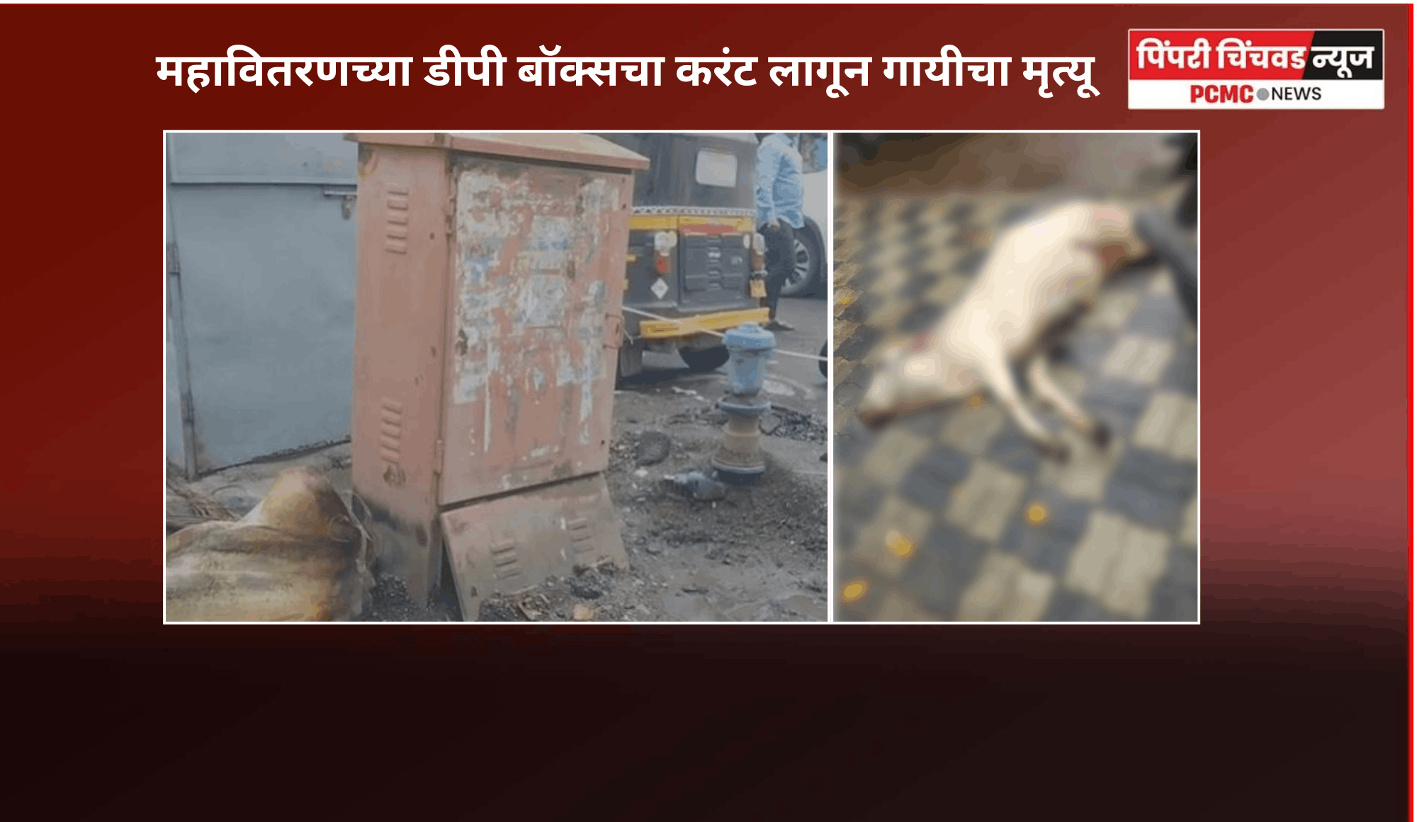 महावितरणच्या डीपी बॉक्सचा करंट लागून गायीचा मृत्यू