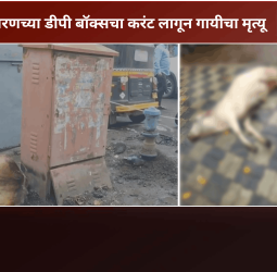महावितरणच्या डीपी बॉक्सचा करंट लागून गायीचा मृत्यू