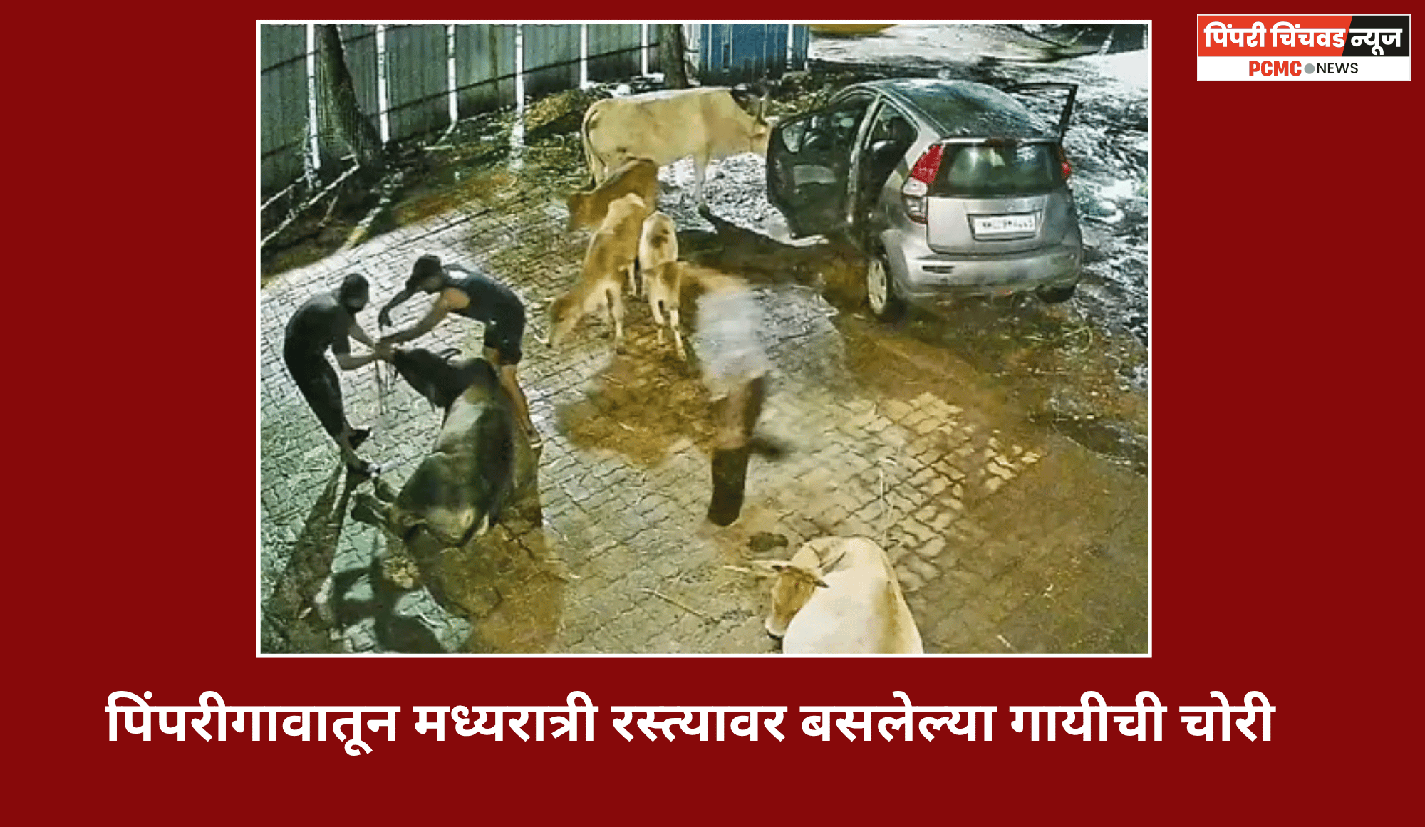 पिंपरीगावातून मध्यरात्री रस्त्यावर बसलेल्या गायीची चोरी