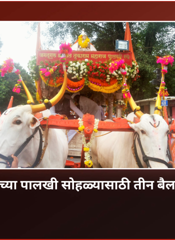 संत तुकाराम महाराजांच्या पालखी सोहळ्यासाठी तीन बैलजोड्यांची होणार खरेदी