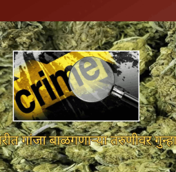 भोसरीत गांजा बाळगणाऱ्या तरुणीवर गुन्हा दाखल