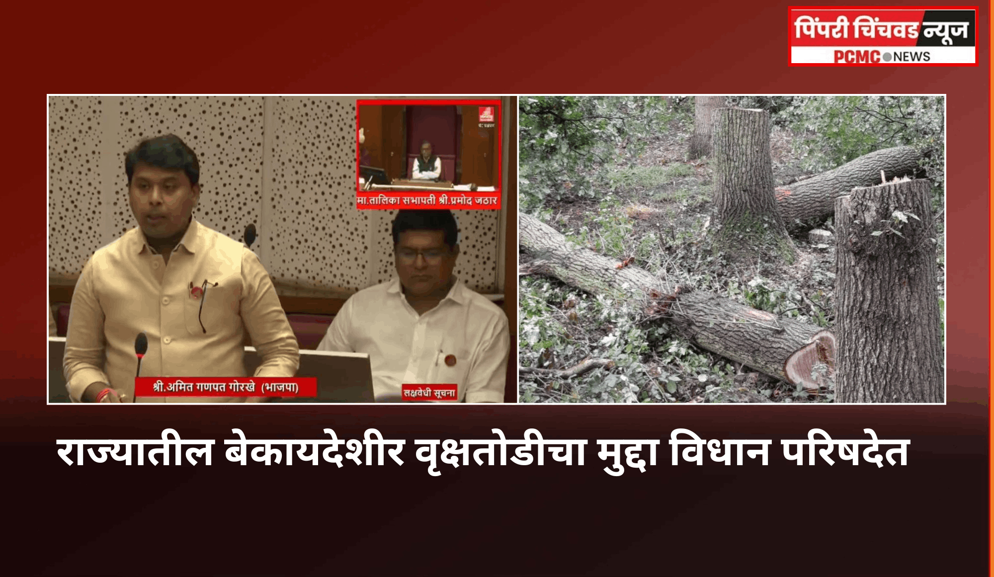 राज्यातील बेकायदेशीर वृक्षतोडीचा मुद्दा विधान परिषदेत, आमदार अमित गोरखे यांच्या तारांकित प्रश्नावर वनमंत्री गणेश नाईक यांनी दिली महत्त्वपूर्ण माहिती