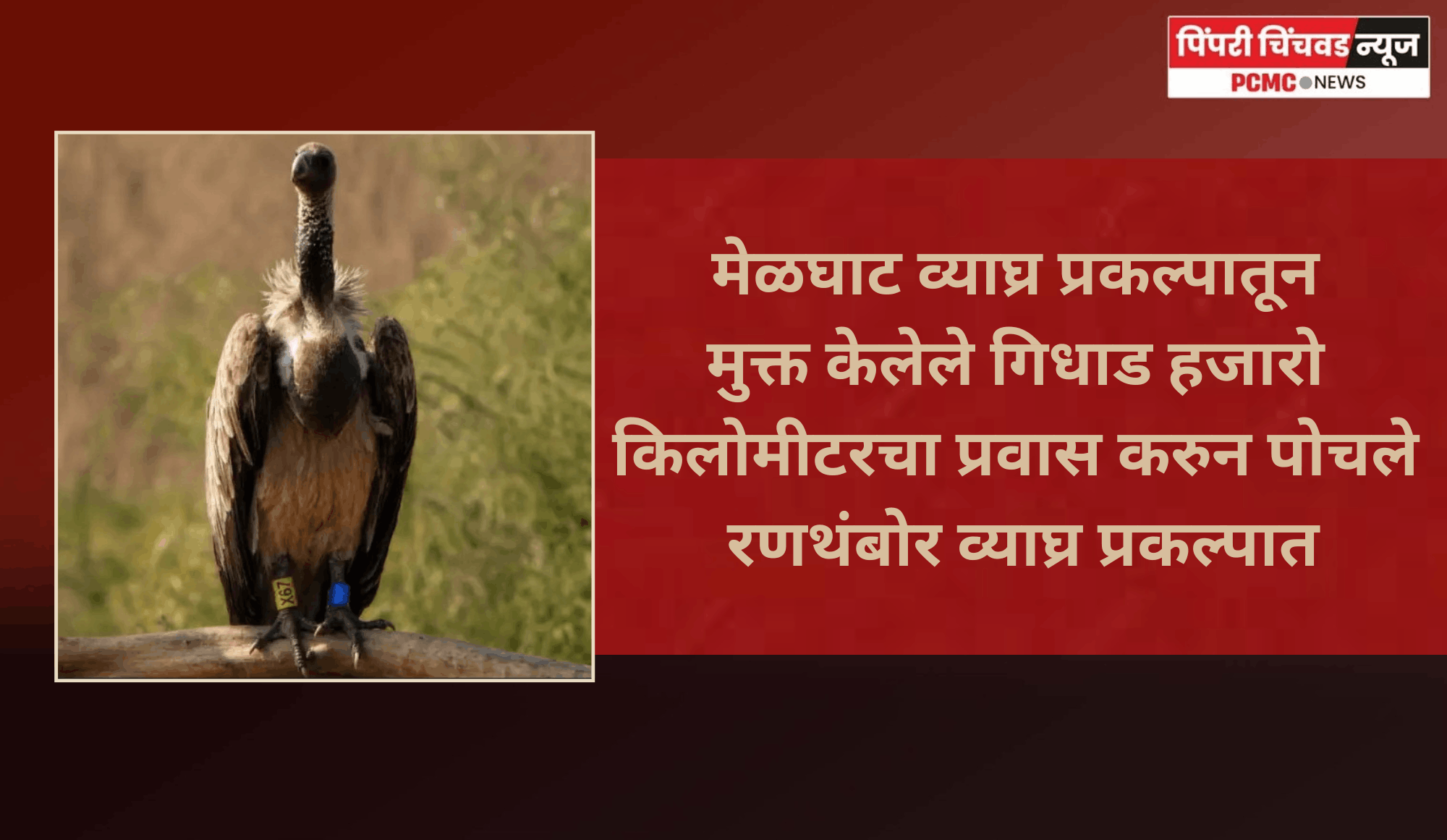 मेळघाट व्याघ्र प्रकल्पातून मुक्त केलेले गिधाड हजारो किलोमीटरचा प्रवास करुन पोचले रणथंबोर व्याघ्र प्रकल्पात