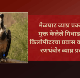मेळघाट व्याघ्र प्रकल्पातून मुक्त केलेले गिधाड हजारो किलोमीटरचा प्रवास करुन पोचले रणथंबोर व्याघ्र प्रकल्पात