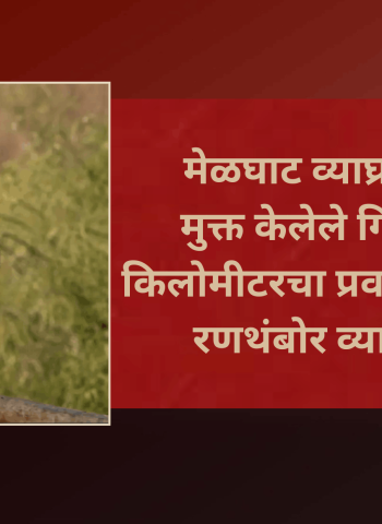 मेळघाट व्याघ्र प्रकल्पातून मुक्त केलेले गिधाड हजारो किलोमीटरचा प्रवास करुन पोचले रणथंबोर व्याघ्र प्रकल्पात