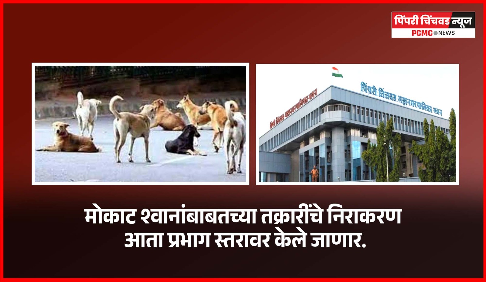 मोकाट श्वानांबाबतच्या तक्रारींचे निराकरण आता प्रभाग स्तरावर केले जाणार
