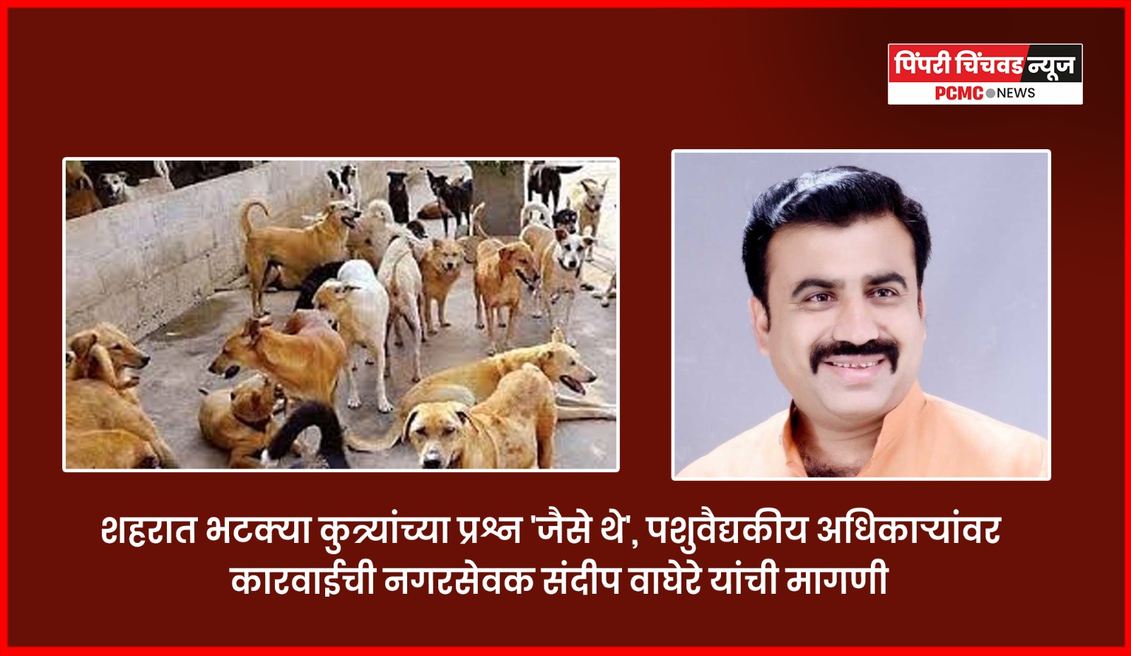 शहरात भटक्या कुत्र्यांच्या प्रश्न 'जैसे थे', पशुवैद्यकीय अधिकाऱ्यांवर कारवाईची नगरसेवक संदीप वाघेरे यांची मागणी