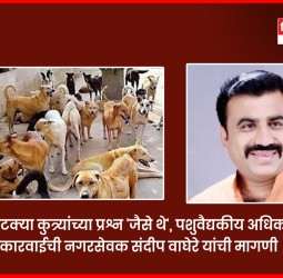 शहरात भटक्या कुत्र्यांच्या प्रश्न 'जैसे थे', पशुवैद्यकीय अधिकाऱ्यांवर कारवाईची नगरसेवक संदीप वाघेरे यांची मागणी