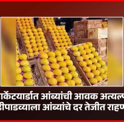 मार्केटयार्डात आंब्यांची आवक अत्यल्प, गुढीपाडव्याला आंब्यांचे दर तेजीत राहणार