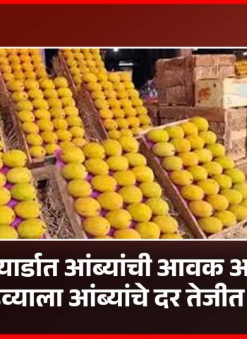 मार्केटयार्डात आंब्यांची आवक अत्यल्प, गुढीपाडव्याला आंब्यांचे दर तेजीत राहणार
