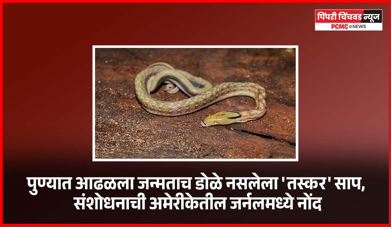 पुण्यात आढळला जन्मताच डोळे नसलेला 'तस्कर' साप, संशोधनाची अमेरीकेतील जर्नलमध्ये नोंद