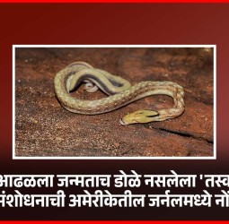 पुण्यात आढळला जन्मताच डोळे नसलेला 'तस्कर' साप, संशोधनाची अमेरीकेतील जर्नलमध्ये नोंद