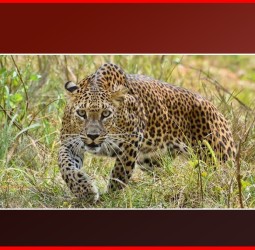 स्वसंरक्षणासाठी बिबट्यांविरुद्ध  कारवाई करता येणार,  बिबट्यांचा समावेश आता वन्यजीव अधिसूची २ मध्ये होणार