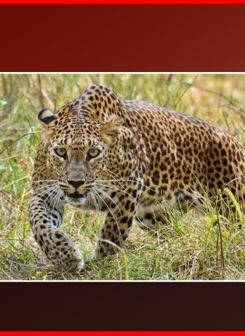 स्वसंरक्षणासाठी बिबट्यांविरुद्ध  कारवाई करता येणार,  बिबट्यांचा समावेश आता वन्यजीव अधिसूची २ मध्ये होणार