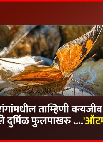 सह्याद्री पर्वतरांगांमधील ताम्हिणी वन्यजीव अभयारण्यात आढळले दुर्मिळ फुलपाखरु ....'ऑटम लीफ'
