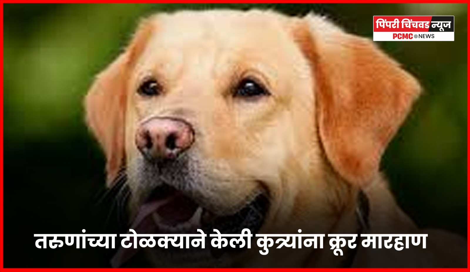 तरुणांच्या टोळक्याची कुत्र्यांना क्रूरपणे मारहाण, संत तुकारामनगरमधील घटना