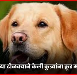 तरुणांच्या टोळक्याची कुत्र्यांना क्रूरपणे मारहाण, संत तुकारामनगरमधील घटना