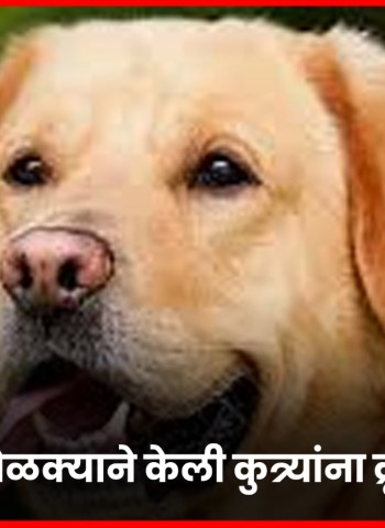 तरुणांच्या टोळक्याची कुत्र्यांना क्रूरपणे मारहाण, संत तुकारामनगरमधील घटना