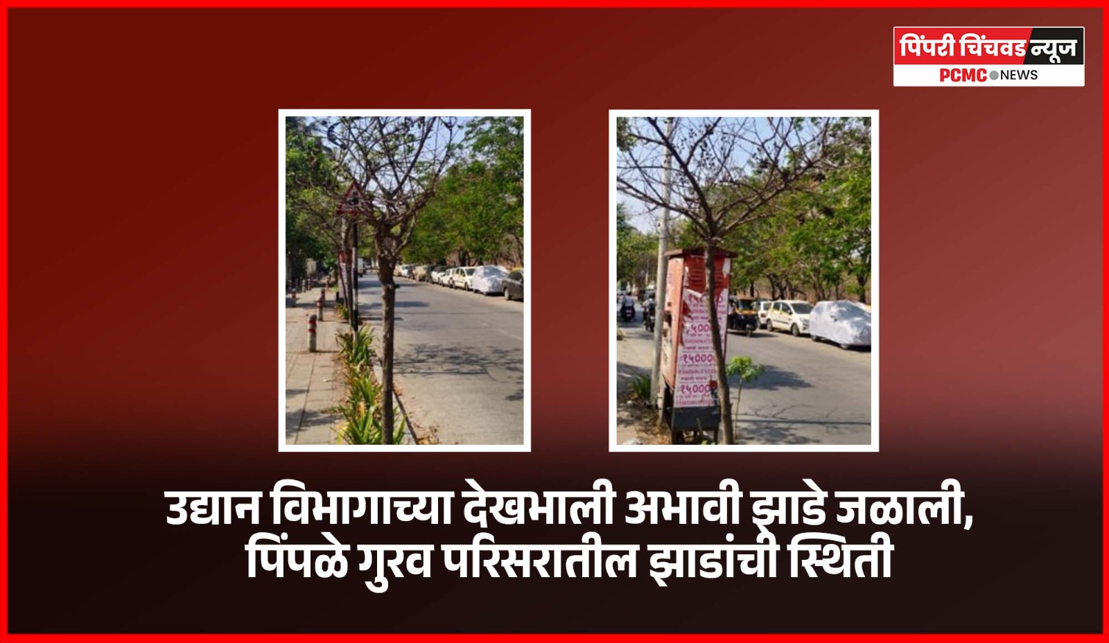 उद्यान विभागाच्या देखभाली अभावी झाडे जळाली, पिंपळे गुरव परिसरातील झाडांची स्थिती