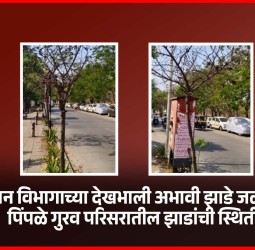 उद्यान विभागाच्या देखभाली अभावी झाडे जळाली, पिंपळे गुरव परिसरातील झाडांची स्थिती