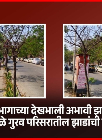 उद्यान विभागाच्या देखभाली अभावी झाडे जळाली, पिंपळे गुरव परिसरातील झाडांची स्थिती