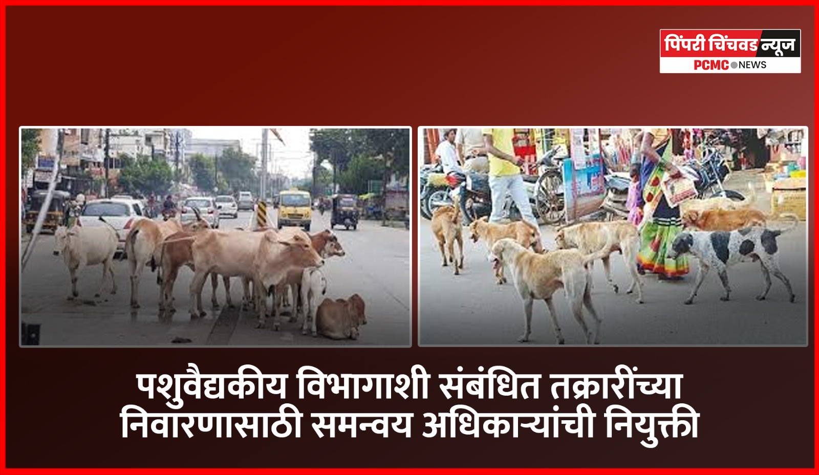 पशुवैद्यकीय विभागाशी संबंधित तक्रारींच्या निवारणासाठी समन्वय अधिकाऱ्यांची नियुक्ती