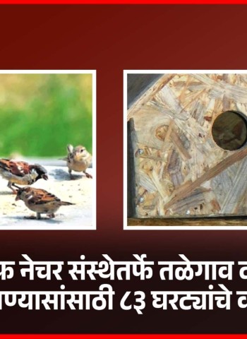 फ्रेंड्स ऑफ नेचर संस्थेतर्फे तळेगाव दाभाडेमध्ये चिमण्यासांसाठी ८३ घरट्यांचे वाटप