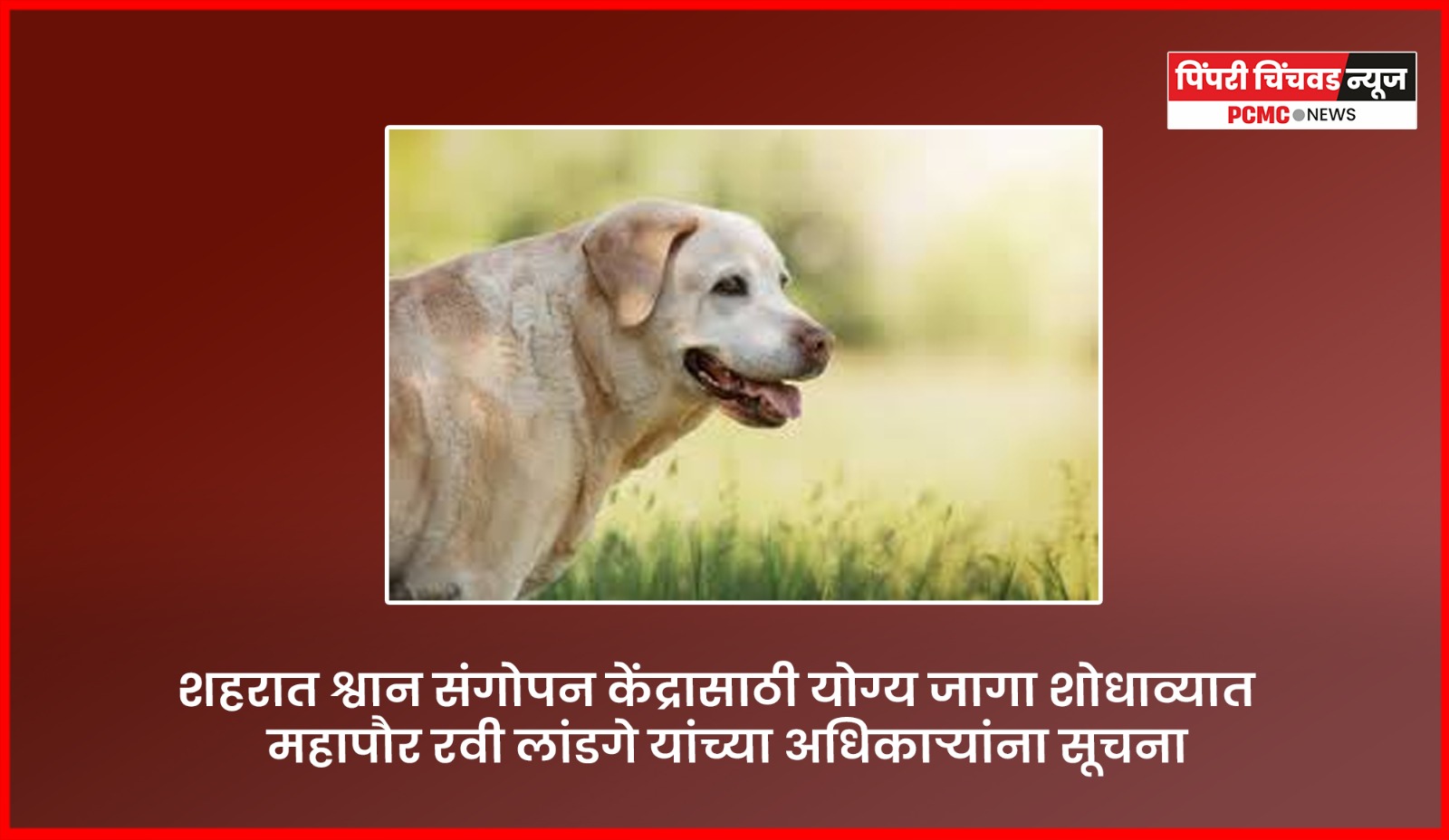 शहरात श्वान संगोपन केंद्रासाठी योग्य जागा शोधाव्यात, महापौर रवी लांडगे यांच्या अधिकाऱ्यांना सूचना