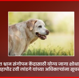 शहरात श्वान संगोपन केंद्रासाठी योग्य जागा शोधाव्यात, महापौर रवी लांडगे यांच्या अधिकाऱ्यांना सूचना