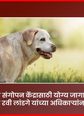 शहरात श्वान संगोपन केंद्रासाठी योग्य जागा शोधाव्यात, महापौर रवी लांडगे यांच्या अधिकाऱ्यांना सूचना