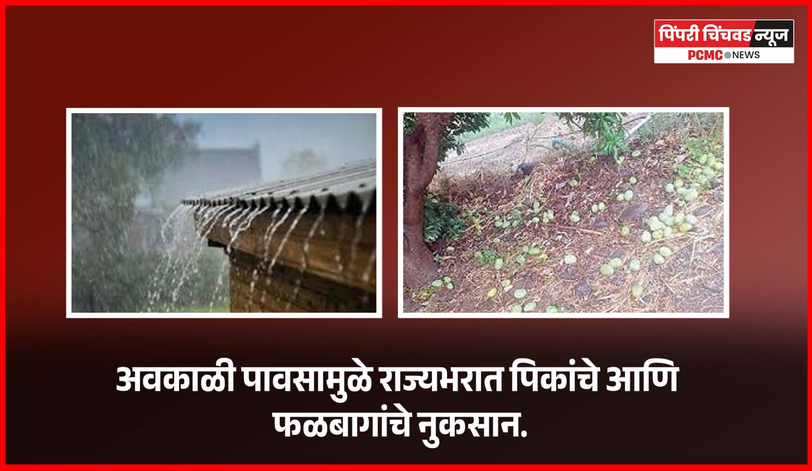 अवकाळी पावसामुळे राज्यभरात पिकांचे आणि फळबागांचे नुकसान