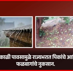 अवकाळी पावसामुळे राज्यभरात पिकांचे आणि फळबागांचे नुकसान