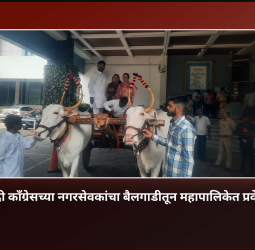 राष्ट्रवादी कॉंग्रेसच्या नगरसेवकांचा बैलगाडीतून महापालिकेत प्रवेश